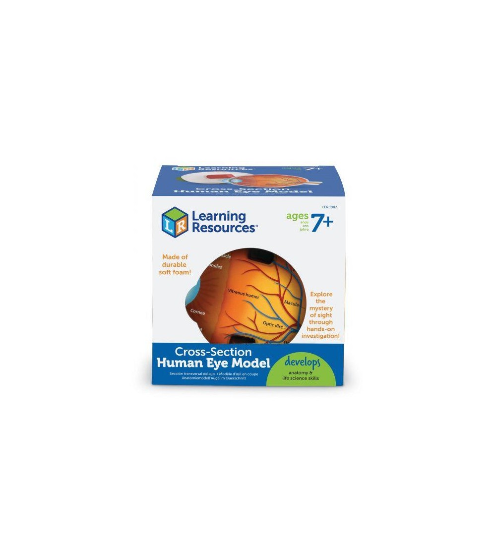 Model sectiune Learning Resources - Ochiul - Corpul uman