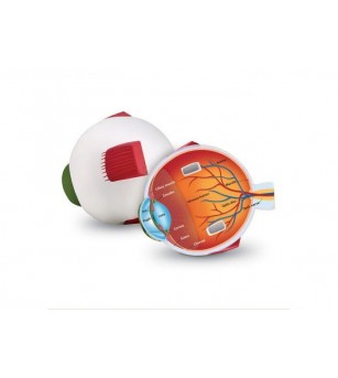 Model sectiune Learning Resources - Ochiul - Corpul uman