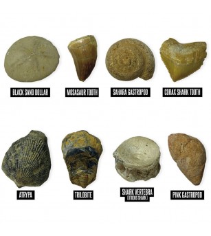 GeoSafari - Kit excavare fosile - Mediu înconjurător