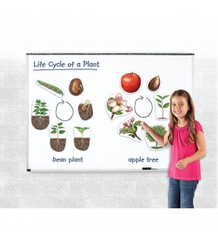 Ciclul vietii plantei - set magnetic - Mediu înconjurător Ciclul vietii plantei - set magnetic - Mediu înconjurător