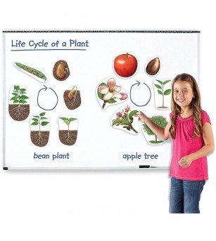 Ciclul vietii plantei - set magnetic - Mediu înconjurător Ciclul vietii plantei - set magnetic - Mediu înconjurător
