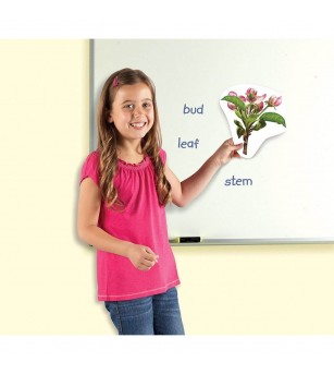Ciclul vietii plantei - set magnetic - Mediu înconjurător Ciclul vietii plantei - set magnetic - Mediu înconjurător