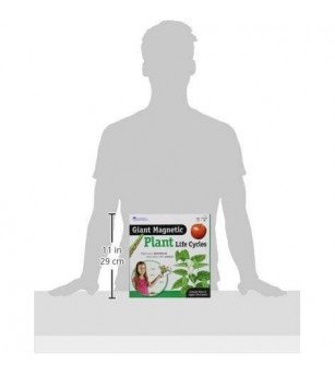 Ciclul vietii plantei - set magnetic - Mediu înconjurător Ciclul vietii plantei - set magnetic - Mediu înconjurător