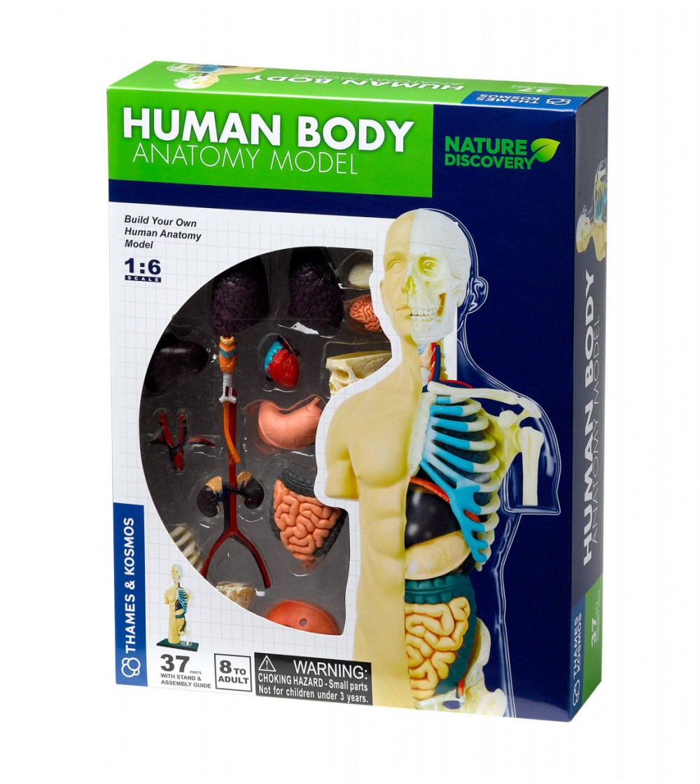 Kit STEM Anatomia corpului uman - Corpul uman