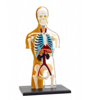 Kit STEM Anatomia corpului uman - Corpul uman