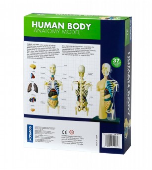 Kit STEM Anatomia corpului uman - Corpul uman
