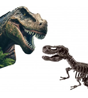 Set creativ Dino si excavarea scheletului 2 in 1 - T-rex - Mediu înconjurător
