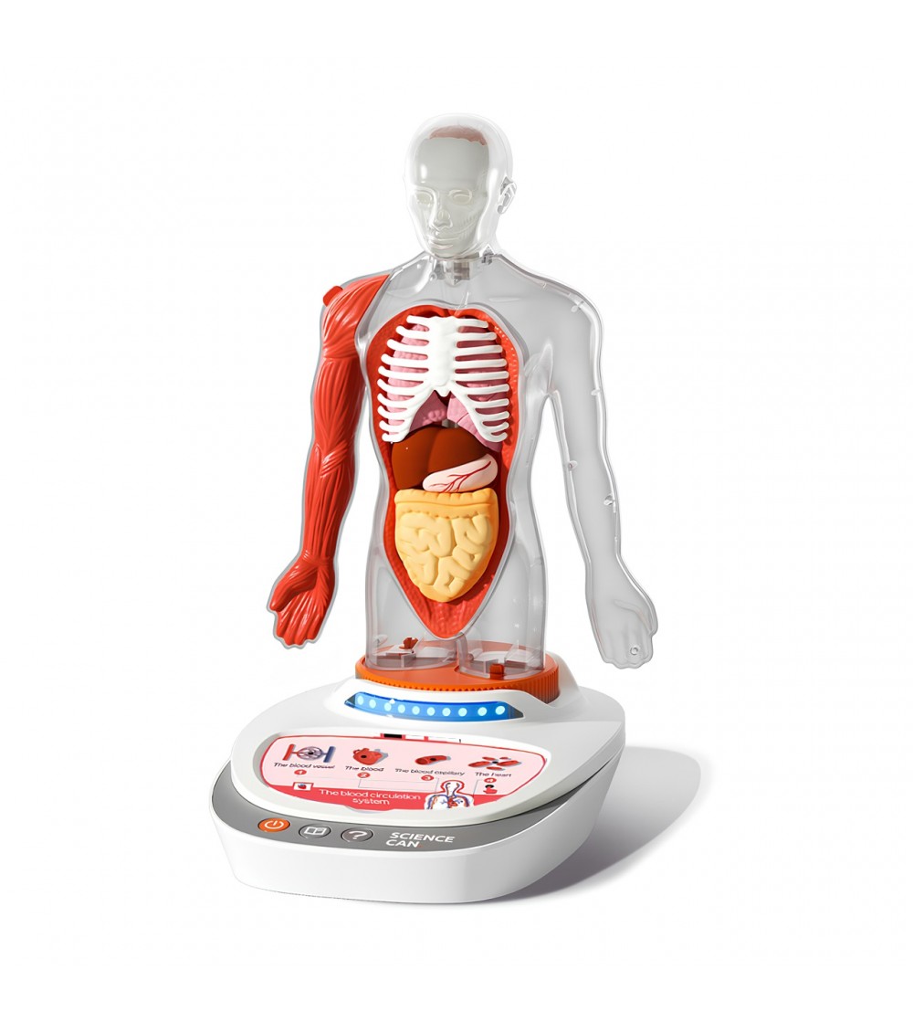 Joc STEM Anatomia umana, TopBright - Corpul uman