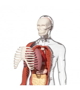 Joc STEM Anatomia umana, TopBright - Corpul uman
