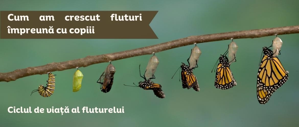 Cum am crescut fluturi împreună cu copiii? Metamorfoza fluturilor